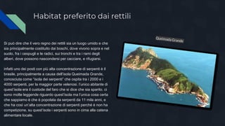 Habitat preferito dai rettili
Si può dire che il vero regno dei rettili sia un luogo umido e che
sia principalmente costituito dai boschi, dove vivono sopra e nel
suolo, fra i cespugli e le radici, sui tronchi e tra i rami degli
alberi, dove possono nascondersi per cacciare, e rifugiarsi.
infatti uno dei posti con più alta concentrazione di serpenti è il
brasile, principalmente a causa dell’isola Queimada Grande,
conosciuta come “isola dei serpenti” che ospita tra i 2000 e i
4000 serpenti, per la maggior parte velenosi. l’unico abitante di
quest’isola era il custode del faro che si dice che sia sparito. ci
sono molte leggende riguardo quest’isola ma l’unica cosa certa
che sappiamo è che è popolata da serpenti da 11 mila anni, e
che ha così un’alta concentrazione di serpenti perché è non ha
competizione, su quest’isola i serpenti sono in cima alla catena
alimentare locale.
 