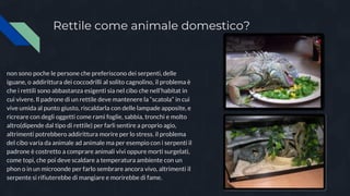 Rettile come animale domestico?
non sono poche le persone che preferiscono dei serpenti, delle
iguane, o addirittura dei coccodrilli al solito cagnolino, il problema è
che i rettili sono abbastanza esigenti sia nel cibo che nell’habitat in
cui vivere. Il padrone di un rettile deve mantenere la “scatola” in cui
vive umida al punto giusto, riscaldarla con delle lampade apposite, e
ricreare con degli oggetti come rami foglie, sabbia, tronchi e molto
altro(dipende dal tipo di rettile) per farli sentire a proprio agio,
altrimenti potrebbero addirittura morire per lo stress. il problema
del cibo varia da animale ad animale ma per esempio con i serpenti il
padrone è costretto a comprare animali vivi oppure morti surgelati,
come topi, che poi deve scaldare a temperatura ambiente con un
phon o in un microonde per farlo sembrare ancora vivo, altrimenti il
serpente si rifiuterebbe di mangiare e morirebbe di fame.
 