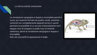 LA CIRCOLAZIONE SANGUIGNA
La circolazione sanguigna è doppia e incompleta perché il
cuore, pur essendo formato da quattro cavità, presenta i
ventricoli non completamente separati tra loro e quindi
permane la possibilità di un piccolo rimescolamento tra il
sangue ricco di ossigeno e quello ricco di anidride
carbonica, perciò la circolazione sanguigna è doppia e
incompleta.
Solo nei coccodrilli la separazione è totale.
 