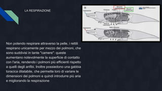 LA RESPIRAZIONE
Non potendo respirare attraverso la pelle, i rettili
respirano unicamente per mezzo dei polmoni, che
sono suddivisi in tante "camere": queste
aumentano notevolmente la superficie di contatto
con l'aria, rendendo i polmoni più efficienti rispetto
a quelli degli anfibi. Inoltre possiedono una gabbia
toracica dilatabile, che permette loro di variare le
dimensioni dei polmoni e quindi introdurre più aria
e migliorando la respirazione
 