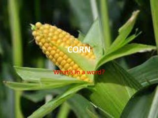 CORN
What’s in a word?
 
