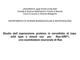 UNIVERSITA’ degli STUDI di MILANO Facoltà di Scienze Matematiche, Fisiche e Naturali Corso di Laurea in Scienze Biologiche DIPARTIMENTO DI SCIENZE BIOMOLECOLARI E BIOTECNOLOGIE Studio  dell’ espressione  proteica  in  cervelletto  di  topo  wild  type   e  knock  out   per  Ras-GRF1, uno scambiatore neuronale di Ras 