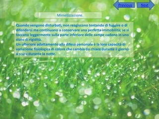 Previous   Next

                         Mimetizzazione.

Quando vengono disturbati, non reagiscono tentando di fuggire o di
difendersi ma continuano a conservare una perfetta immobilità; se si
toccano leggermente sulla parte inferiore delle zampe cadono in uno
stato di rigidità.
Un ulteriore adattamento alla difesa personale è la loro capacità di
variazione fisiologica di colore che cambia da chiara durante il giorno
a scura durante la notte.
 