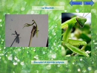 Previous   Next

       Le Mantidi.




Esemplari di mantide religiosa.
 