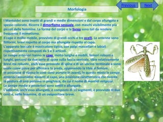 Previous   Next
                                            Morfologia

I Mantoidei sono insetti di grandi e medie dimensioni e dal corpo allungato e
spesso colorato. Ricorre il dimorfismo sessuale, con maschi visibilmente più
piccoli delle femmine. La forma del corpo e la livrea sono tali da rendere
frequente il mimetismo.
Il capo è molto mobile, provvisto di grandi occhi e tre ocelli. Le antenne sono
filiformi, brevi rispetto al corpo ma allungate rispetto al capo.
L'apparato boccale è masticatore tipico, con palpi mascellari e labiali
rispettivamente composti da 5 e 3 articoli.
Le zampe anteriori hanno le coxe molto lunghe e mobili, femori robusti e
lunghi, percorsi da due serie di spine sulla faccia ventrale, tibie relativamente
brevi ma robuste, anch'esse provviste di spine e di un uncino terminale e sono
usate come pinze per afferrare la preda, opponendo la tibia al femore.
In posizione di riposo le coxe sono portate in avanti, in questo modo le zampe
anteriori assumono, davanti al capo, una posizione caratteristica che ricorda
la postura di una persona in preghiera, da cui il nome di mantidi religiose.
Le zampe medie e posteriori sono sottili e allungate.
L'addome, anch'esso allungato, è composto di 11 segmenti, è provvisto di due
cerci e, nelle femmine, di un ovopositore breve.
 