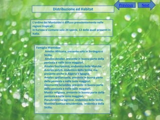 Previous   Next
                Distribuzione ed Habitat


L'ordine dei Mantoidei è diffuso prevalentemente nelle
regioni tropicali ;
in Europa si contano solo 24 specie, 12 delle quali presenti in
Italia.



   Famiglia Mantidae:
         Ameles Africana, presente solo in Sardegna e
        Sicilia.
         Ameles desolor, presente in buona parte della
        penisola e nelle isole maggiori.
        Ameles fasciipennis, endamica delle Marche.
        Ameles picteti, endemica della Sicilia, ma
        presente anche in Algeria e Spagna.
        Ameles spallanzania, presente in buona parte
        della penisola e nelle isole maggiori.
        Geomantis larvoides, presente in buona parte
        della penisola e nelle isole maggiori.
        Mantis religiosa, presente in buona parte della
        penisola e nelle isole maggiori.
        Pseudoversina lagrecai, endemica della Sicilia.
        Rivetina baetica tenuidentata, endemica della
        Sicilia.
 