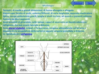 Previous      Next
                                       Morfologia:
Terrestri, di medie e grandi dimensioni, di forma allungata o allargata.
Hanno capo fornito di occhi, antenne filiformi, di varia lunghezza, apparato masticatore
tipico, zampe ambulatorie gracili, lunghe e simili tra loro, ali assenti o presenti,addome
formato da dieci segmenti.
Sono provvisti di ghiandole, nelle zampe, capaci di secernere un liquido odoroso e
lattiginoso che può essere lanciato a distanza.
Sono eterometabolici, ovipari, e le loro uova, vengono abbandonate sul terreno o
deposte tra le screpolature delle cortecce oppure vengono proiettate a distanza.
La riproduzione è anfigonica.
 