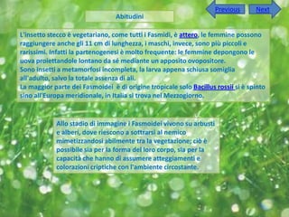 Previous      Next
                                 Abitudini

L'insetto stecco è vegetariano, come tutti i Fasmidi, è attero, le femmine possono
raggiungere anche gli 11 cm di lunghezza, i maschi, invece, sono più piccoli e
rarissimi. Infatti la partenogenesi è molto frequente: le femmine depongono le
uova proiettandole lontano da sé mediante un apposito ovopositore.
Sono insetti a metamorfosi incompleta, la larva appena schiusa somiglia
all'adulto, salvo la totale assenza di ali.
La maggior parte dei Fasmoidei è di origine tropicale solo Bacillus rossii si è spinto
sino all'Europa meridionale, in Italia si trova nel Mezzogiorno.


            Allo stadio di immagine i Fasmoidei vivono su arbusti
            e alberi, dove riescono a sottrarsi al nemico
            mimetizzandosi abilmente tra la vegetazione; ciò è
            possibile sia per la forma del loro corpo, sia per la
            capacità che hanno di assumere atteggiamenti e
            colorazioni criptiche con l'ambiente circostante.
 