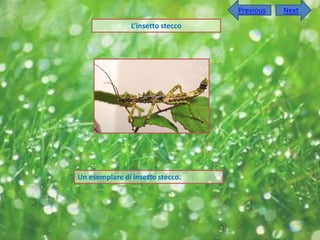 Previous   Next
                L’insetto stecco




Un esemplare di insetto stecco.
 