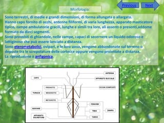 Previous      Next
                                       Morfologia:
Sono terrestri, di medie e grandi dimensioni, di forma allungata o allargata.
Hanno capo fornito di occhi, antenne filiformi, di varia lunghezza, apparato masticatore
tipico, zampe ambulatorie gracili, lunghe e simili tra loro, ali assenti o presenti,addome
formato da dieci segmenti.
Sono provvisti di ghiandole, nelle zampe, capaci di secernere un liquido odoroso e
lattiginoso che può essere lanciato a distanza.
Sono eterometabolici, ovipari, e le loro uova, vengono abbandonate sul terreno o
deposte tra le screpolature delle cortecce oppure vengono proiettate a distanza.
La riproduzione è anfigonica.
 