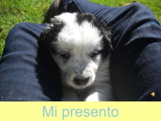 Mi presento
 