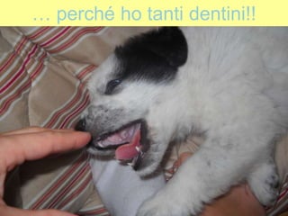 … perché ho tanti dentini!!
 