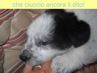 che ciuccio ancora il dito!
 