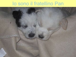 Io sono il fratellino Pan
 