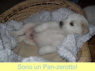 Sono un Pan-zerotto!
 