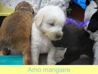 Amo mangiare
 