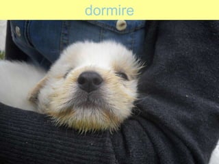 dormire
 