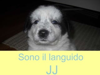 Sono il languido
JJ
 