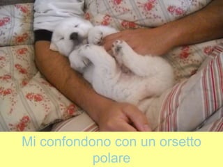 Mi confondono con un orsetto
polare
 
