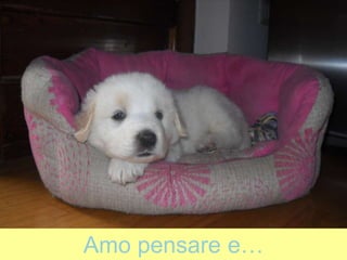 Amo pensare e…
 