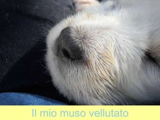 Il mio muso vellutato
 