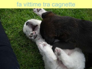 fa vittime tra cagnette
 