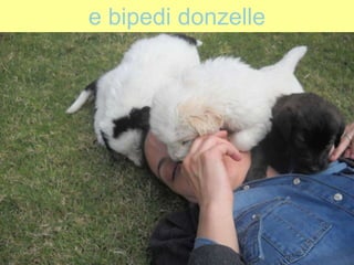 e bipedi donzelle
 