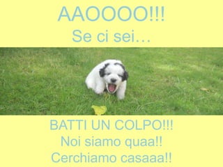 BATTI UN COLPO!!!
Noi siamo quaa!!
Cerchiamo casaaa!!
AAOOOO!!!
Se ci sei…
 