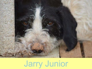 Jarry Junior
 
