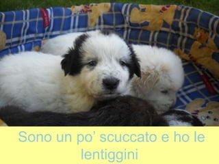 Sono un po’ scuccato e ho le
lentiggini
 