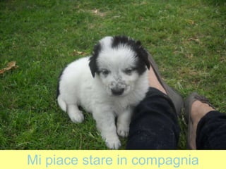Mi piace stare in compagnia
 