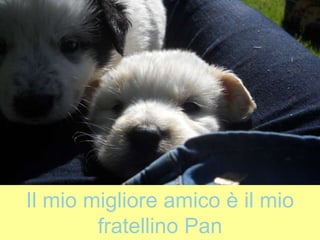 Il mio migliore amico è il mio
fratellino Pan
 