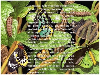 La natura, nella stupenda complessità del suo armonioso progetto di vita, ha fatto sì che il bruco, il quale darà origine ad una meravigliosa farfalla, nel suo percorso di metamorfosi, possa sostenersi, tramite dei fili di seta, ad un posto propizio, ed iniziare la produzione dell’involucro “crisalide”, all’interno del quale si compie una rivoluzione: il bruco diventa adulto.  Portata a termine la trasformazione, la farfalla lacera l’involucro della crisalide, esce cercando un sostegno, comincia ad aspirare aria e a far scorrere la linfa nelle ali raggrinzite per consolidarle; in breve tempo, le ali sono dispiegate e nel giro di qualche ora, con l’aiuto anche del sole, completamente consolidate: a questo punto la farfalla adulta è pronta per il suo primo volo 