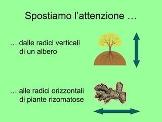Spostiamo l’attenzione … 
… dalle radici verticali 
di un albero 
… alle radici orizzontali 
di piante rizomatose 
 