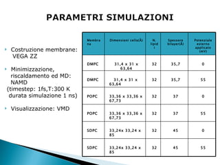 Costruzione membrane: VEGA ZZ Minimizzazione,  riscaldamento ed MD:  NAMD  (timestep: 1fs,T:300 K durata simulazione 1 ns) Visualizzazione: VMD Membrana Dimensioni cella( Å) N. lipidi Spessore bilayer( Å) Potenziale esterno applicato (mV) DMPC 31,4 x 31 x 63,64 32 35,7 0 DMPC 31,4 x 31 x 63,64 32 35,7 55 POPC 33,36 x 33,36 x 67,73 32 37 0 POPC 33,36 x 33,36 x 67,73 32 37 55 SDPC 33,24x 33,24 x 85 32 45 0 SDPC 33,24x 33,24 x 85 32 45 55 