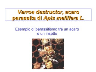 Varroa destructorVarroa destructor, acaro, acaro
parassita diparassita di Apis mellifera L.Apis mellifera L.
Esempio di parassitismo tra un acaro
e un insetto
 