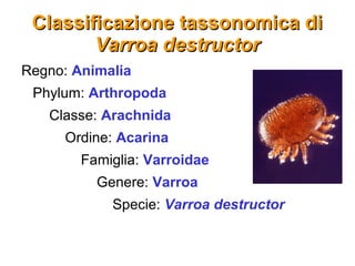 Varrora Destructor Varroa destructor | PPT