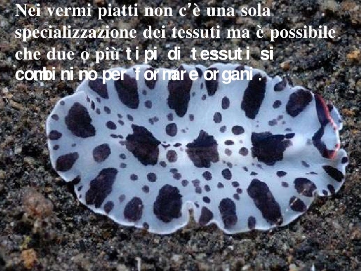 Come liberarsi il rimedio di gente di vermi