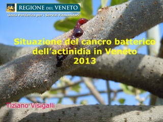 Unità Periferica per i Servizi Fitosanitari

Situazione del cancro batterico
dell’actinidia in Veneto
2013

Tiziano Visigalli

 