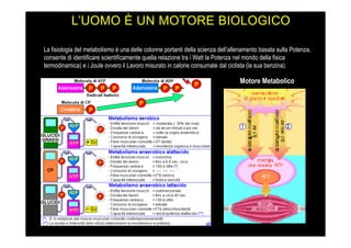 L’UOMO È UN MOTORE BIOLOGICO
La fisiologia del metabolismo è una delle colonne portanti della scienza dell’allenamento basata sulla Potenza,
consente di identificare scientificamente quella relazione tra i Watt la Potenza nel mondo della fisica
termodinamica) e i Joule ovvero il Lavoro misurato in calorie consumate dal ciclista (la sua benzina).
Motore Metabolico
 