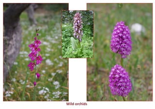Wild orchids  