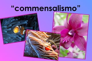 “ commensalismo” 