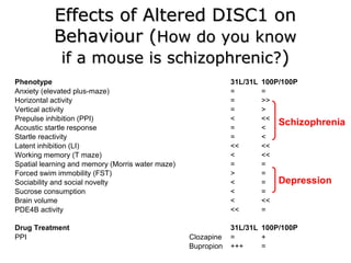 Schizophrenia Depression Effects of Altered DISC1 on Behaviour ( How do you know if a mouse is schizophrenic? ) 