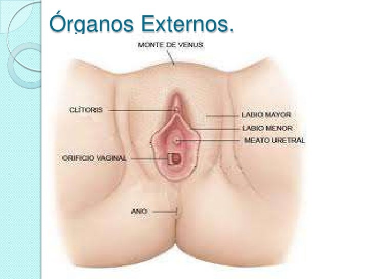 Van cuanto mensual si dejar beber las pastillas contraceptivas