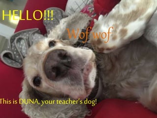 HELLO!!!
Thisis DUNA,your teacher’sdog!
Wof wof
 