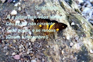 Setembro Já é primavera, vôos lentos Céu azul e não cinzento Tudo acaba, e se renova (Quase é dezembro!) 