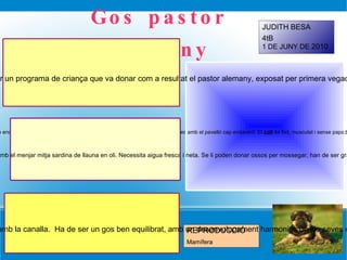 Gos pastor alemany DESCRIPCIÓ El pastor alemany és una de les races de gos    més populars del món.. El seu  morró  té forma de tascó i és en proporció a la llargada del llom ,la seva llargada és aproximadament el 40% de l'alçada de la creu.  La seva  dentadura  és forta, sana i completa (42 dents corresponents a la fórmula de dents).  .Els seus  ulls  son de mida mitjana, en forma d'ametlla, col·locats obliquament i mai sobresortits. El pastor alemany té les  orelles  de mida mitjana, erectes, obertes cap endavant i uniformes (ni girades ni caigudes cap als costats). Són punxegudes amb el pavelló cap endavant. El  coll  és fort, musculat i sense papada. La seva angulació amb el cos (en posició horitzontal) és aproximadament de 45º.  El seu  cos  la línea superior corre sense interrupció des de la implantació del coll, sobre la creu ben definida, i sobre l'esquena molt lleugerament inclinada fins a la gropa, també una mica inclinada. L'esquena és ferma, forta i ben musculada. El llom és ample, fortament desenvolupat y ben musculat. La gropa ha de ser llarga, i lleugerament inclinada (aproximadament 23º de la línia horitzontal) i continuar cap a la línia de la cua sense interrompre la línia superior. HABITAT : Els seus orígens es remunten a finals del segle XIX quan a Alemanya es va iniciar un programa de criança que va donar com a resultat el pastor alemany, exposat per primera vegada a Hannover(Alemanya) al 1882. ALIMENTACIÓ: Carn i ossos, també podem donar-li qualsevol tipus pinso per gossos,  si el gos està avorrit del  menjar pots barrejar amb el menjar mitja sardina de llauna en oli. Necessita aigua fresca i neta. Se li poden donar ossos per mossegar, han de ser grans. La carn de vedella es ideal, després de coure-la una mica. REPRODUCCIÓ Mamífera CURIOSITATS Treballador nat, afectuós amb la família, excel·lent guardià, pacient i protector amb la canalla.  Ha de ser un gos ben equilibrat, amb un desenvolupament harmoniós de les seves extremitats anteriors i posteriors. JUDITH BESA  4tB 1 DE JUNY DE  2010 