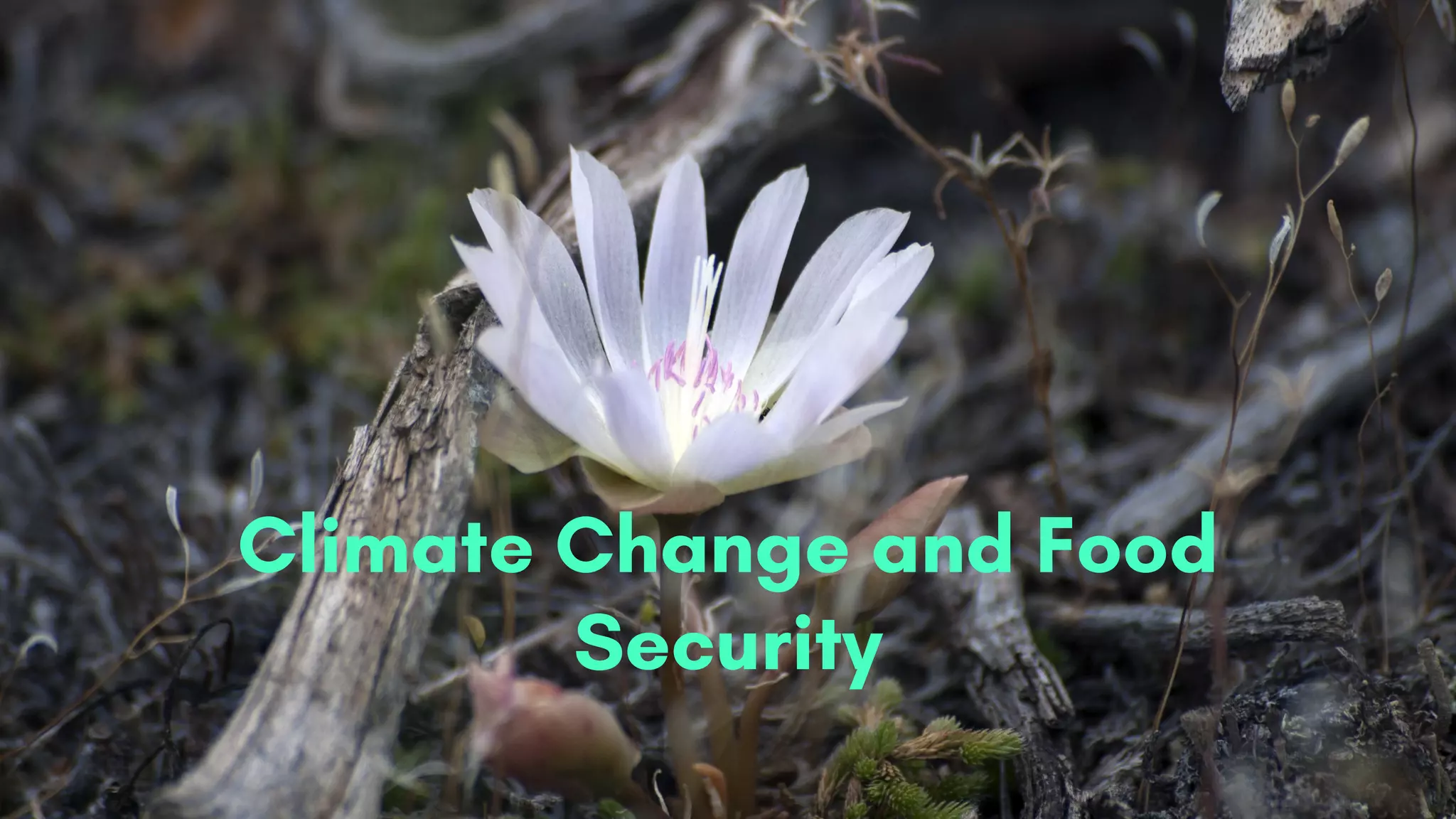 Climate Change and Food
Security
 