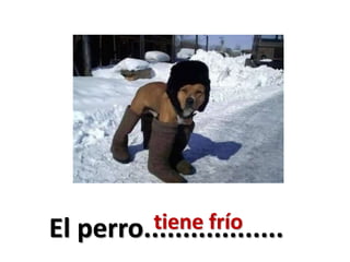 El perro..................tiene frío
 