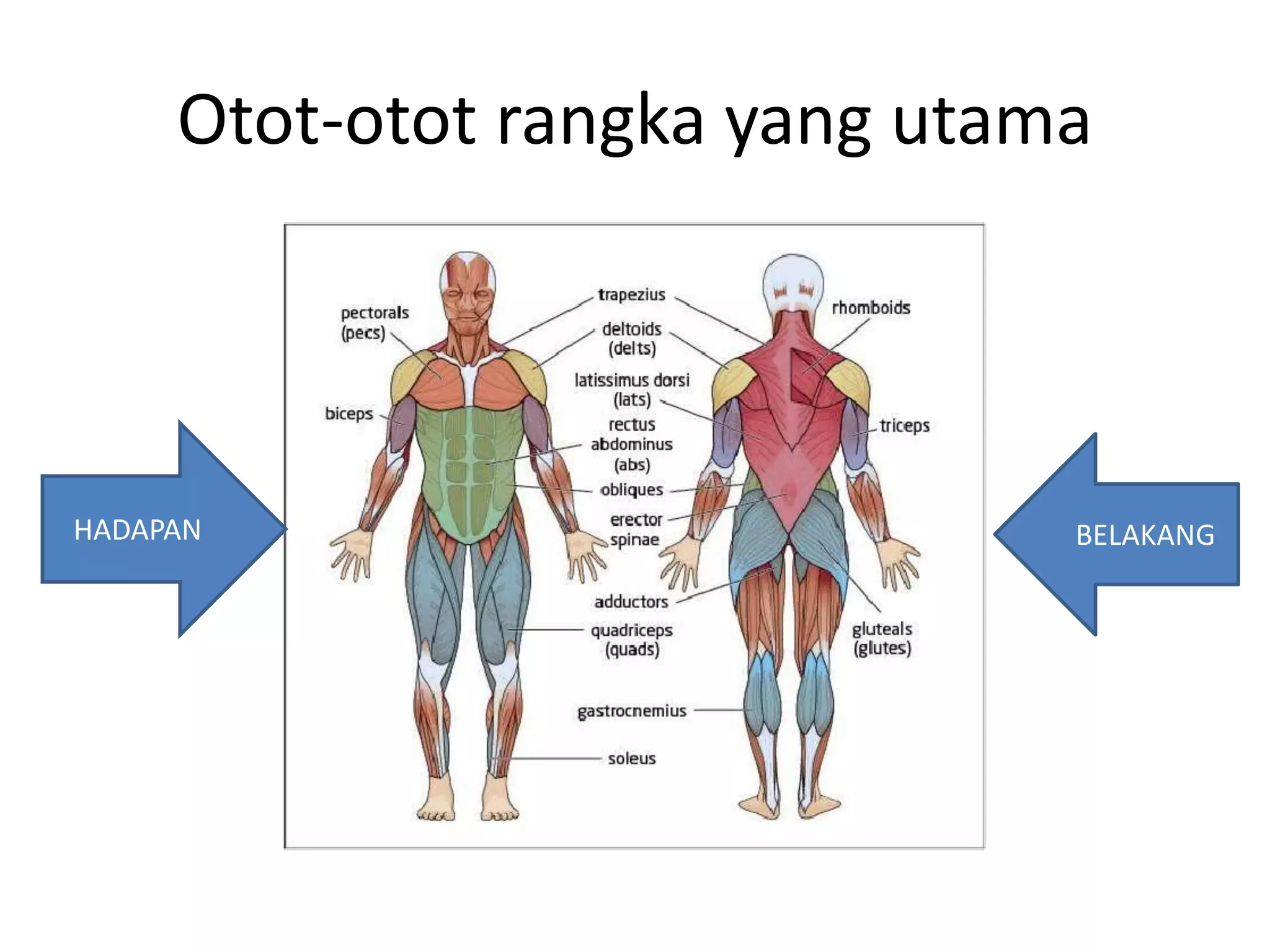 Sains Sukan & Kejurulatihan : Sistem Otot | PPTX